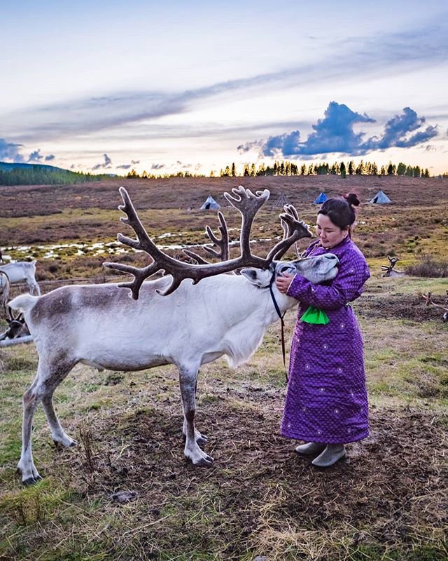 In Mongolia , Protection arrangements compromise indigenous reindeer herders.