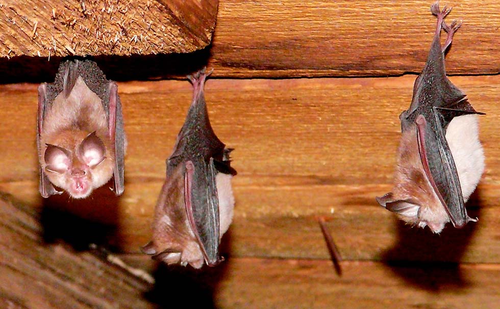 For preservation , Bats in attics may be essential