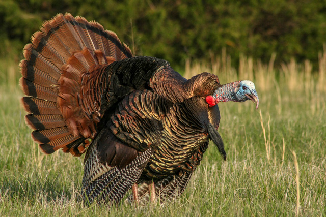 Why wild Turkey preservation is significant Every year : Eat Gobble