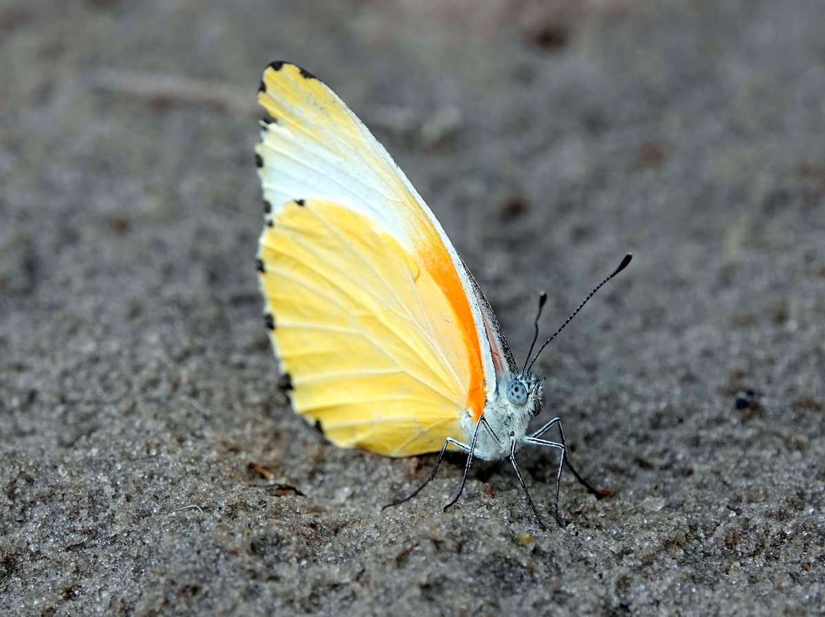 At Stagg High School, Palos youngster on mission to spare ruler Butterfly designs second protection expo